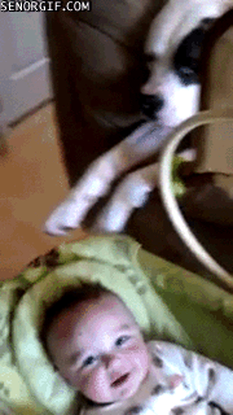 24 Lovable Dogs Who Are Amazing Babysitters