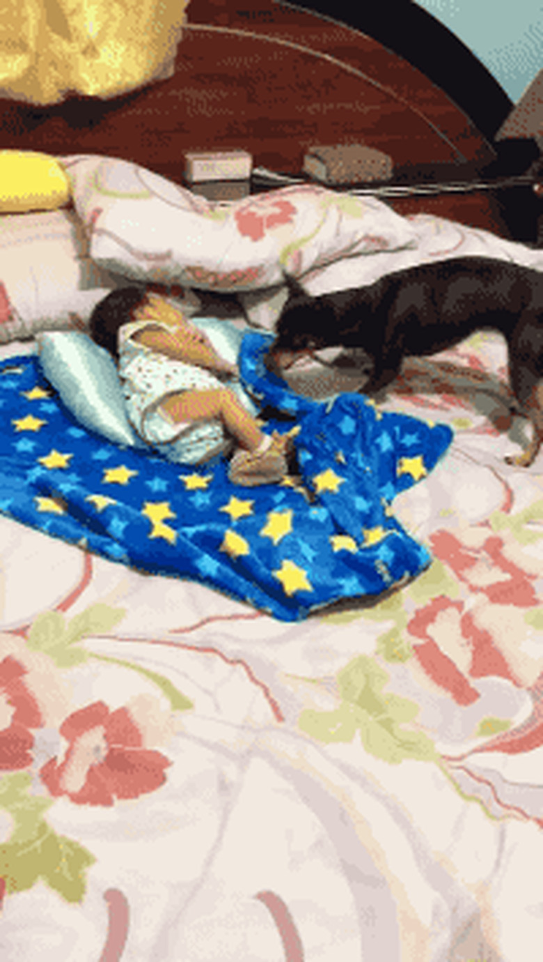 24 Lovable Dogs Who Are Amazing Babysitters