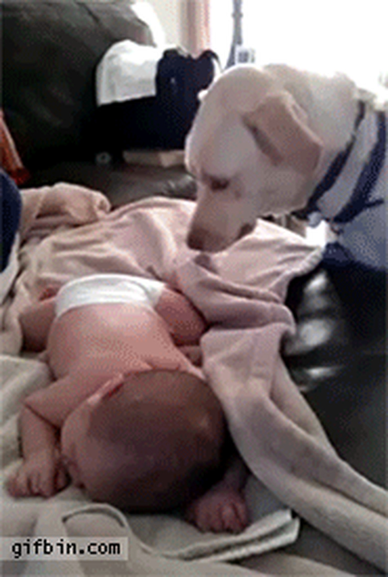 24 Lovable Dogs Who Are Amazing Babysitters