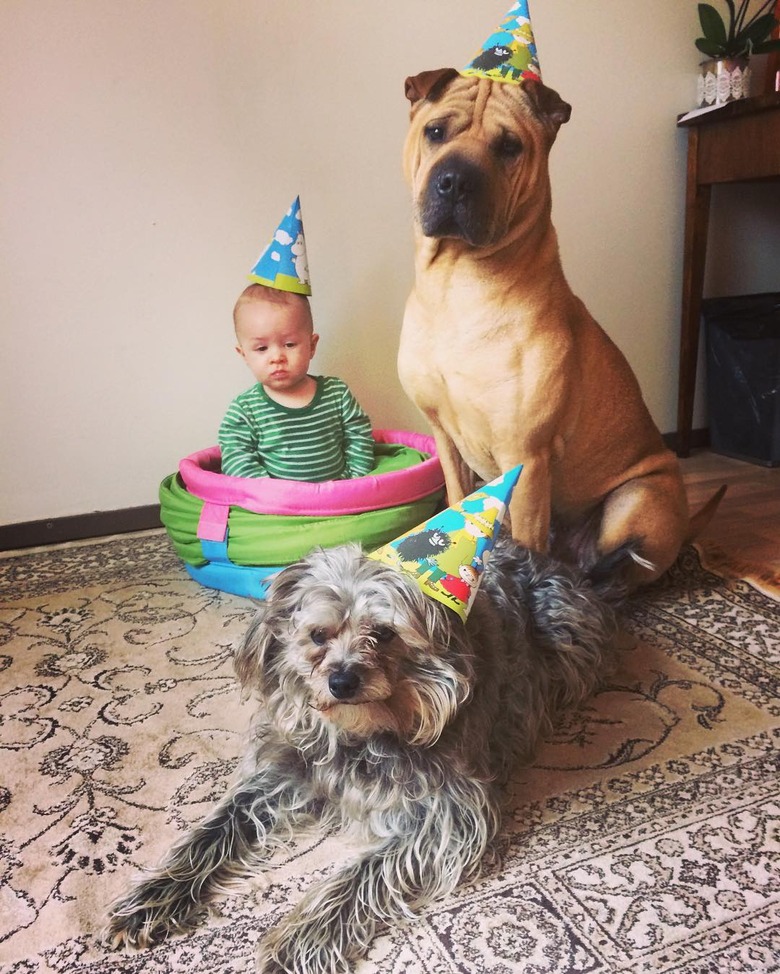 baby and dogs poses for picture at birthday party