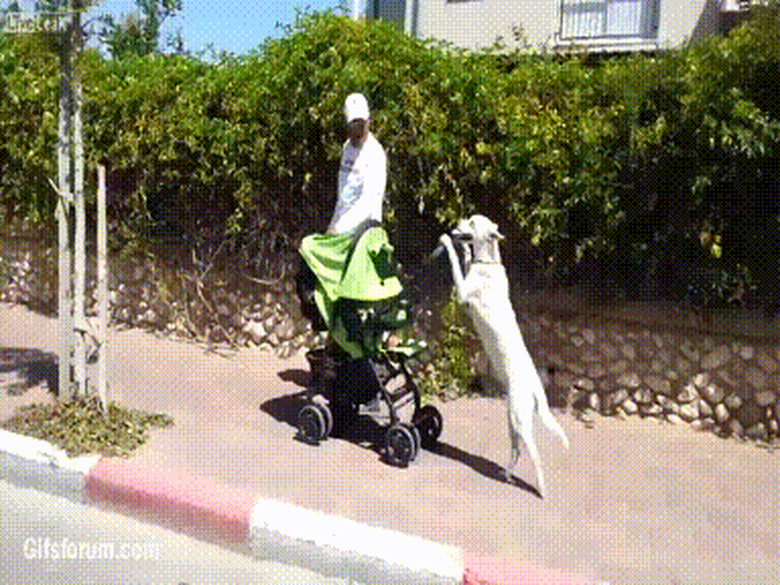 dog pushes baby in stroller