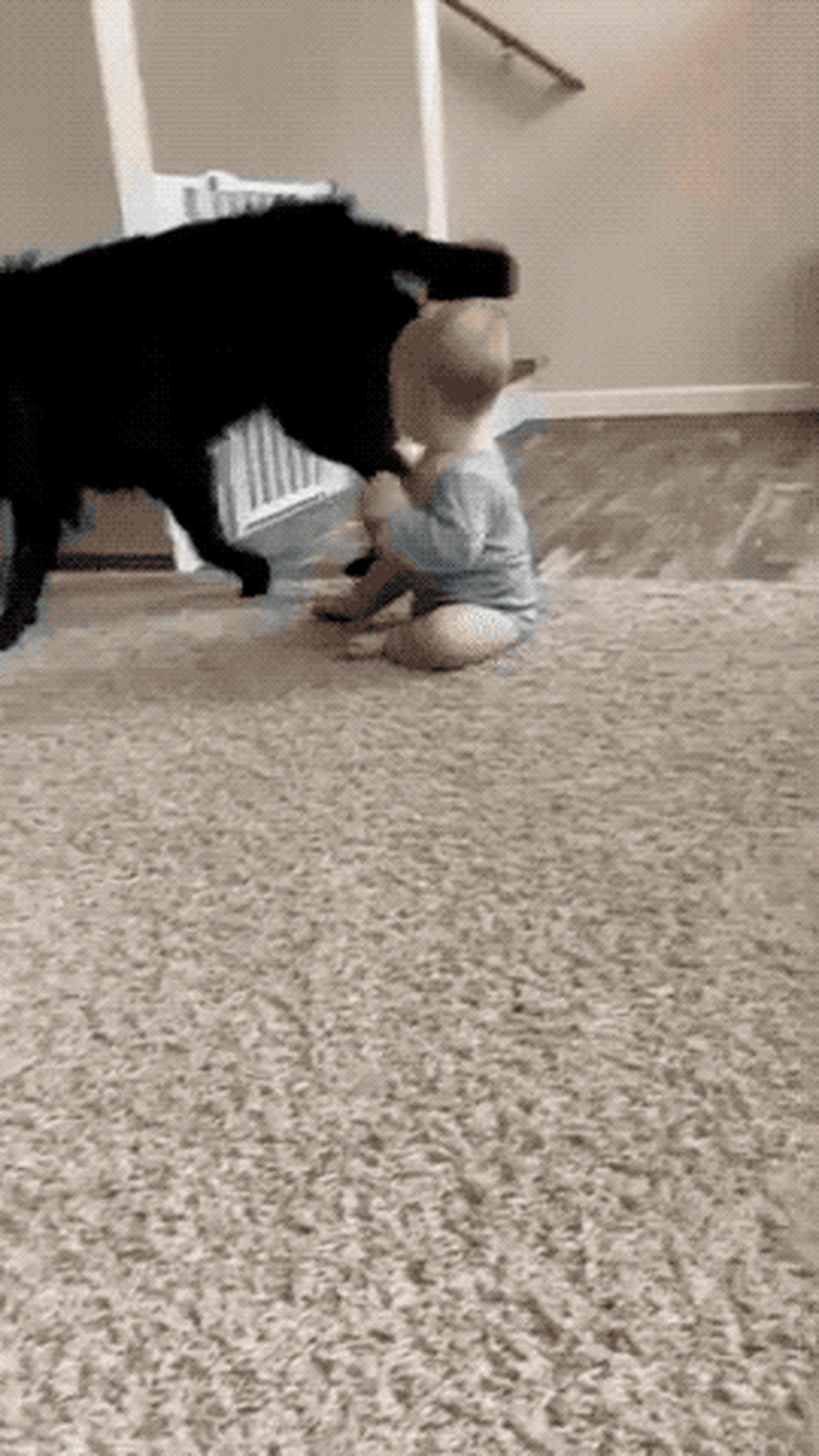 dog entertaining baby