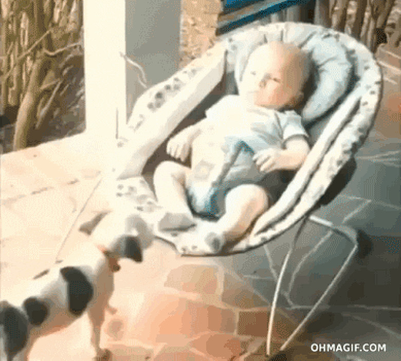 dog crawls into chair with baby