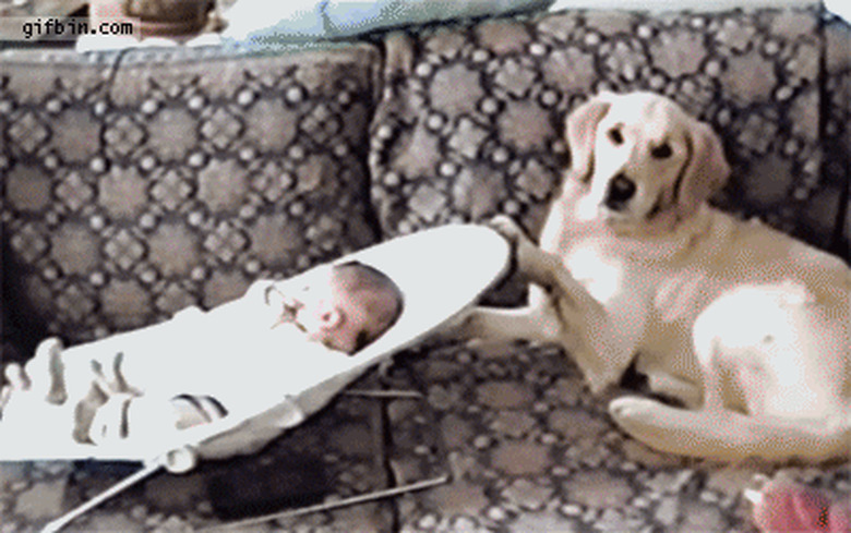 dog rocks baby in chair