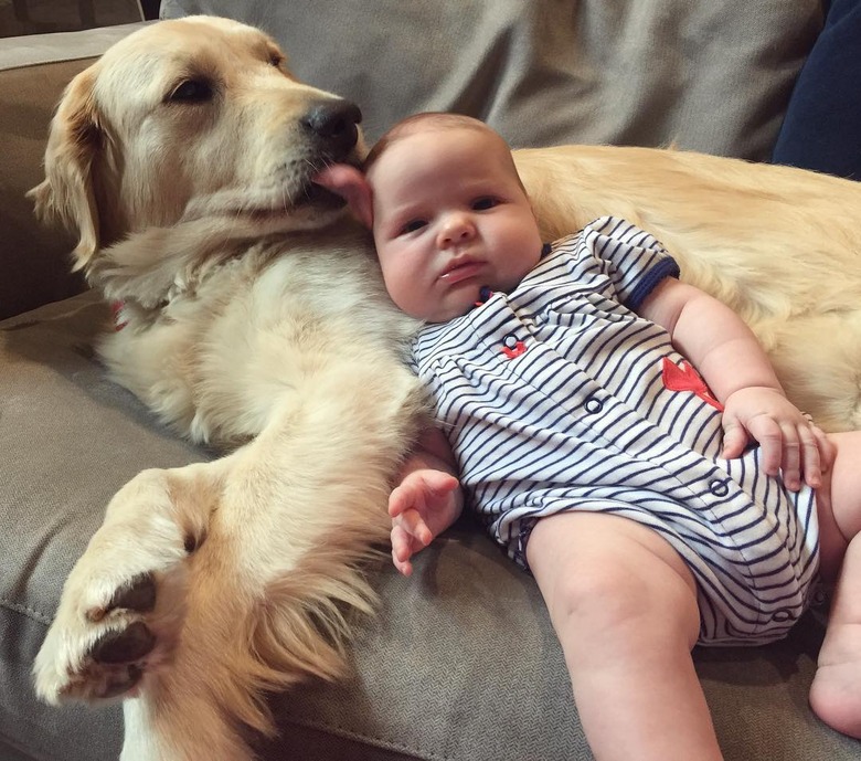 baby sleeps on golden retriever