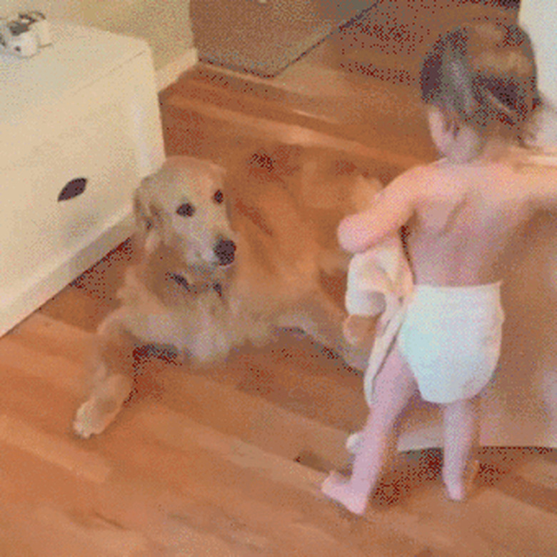 24 Lovable Dogs Who Are Amazing Babysitters