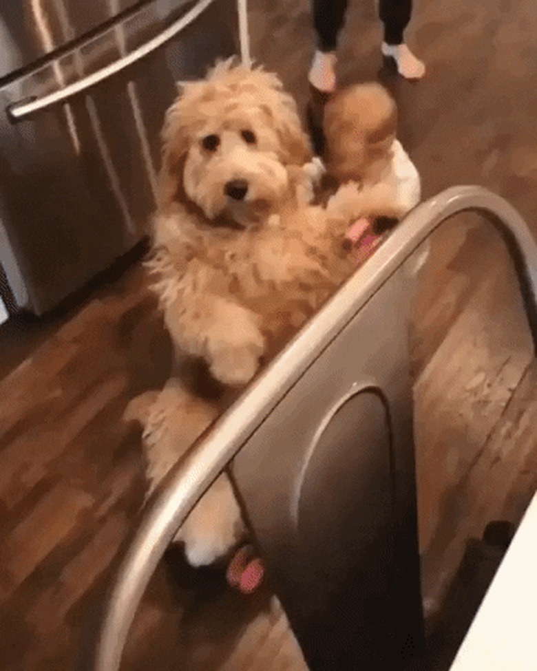 baby pushes dog in stroller