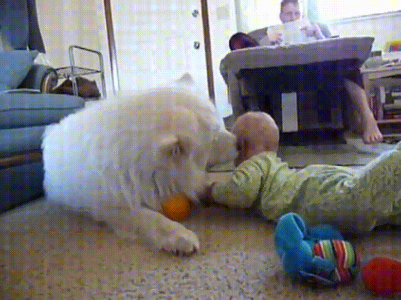 24 Lovable Dogs Who Are Amazing Babysitters