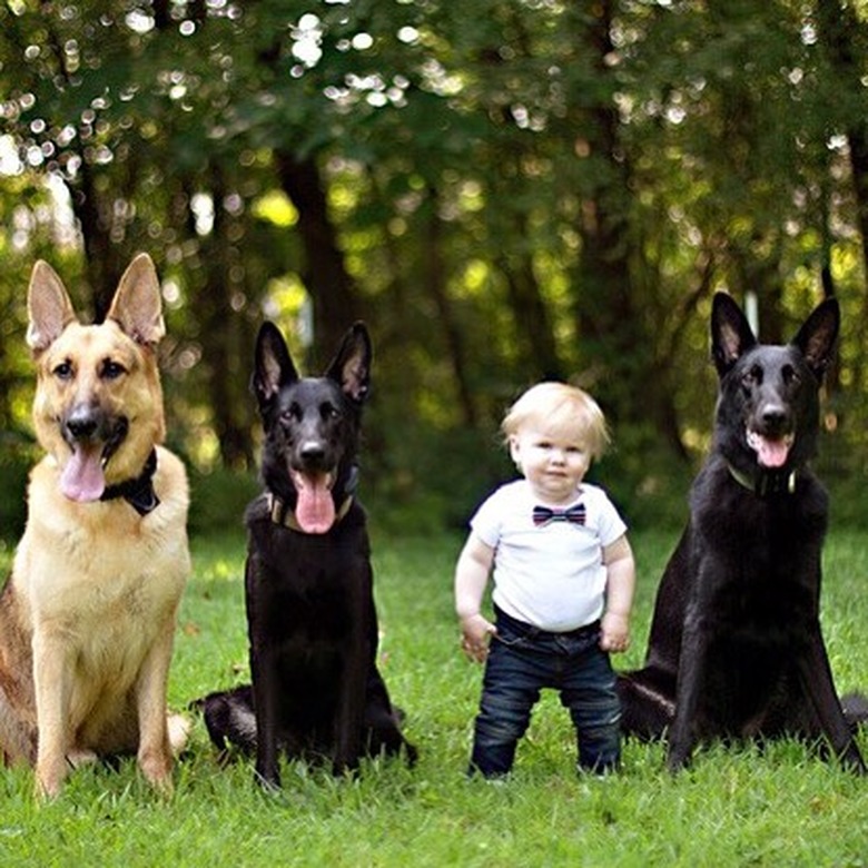 boy in bow tie poses with dogs