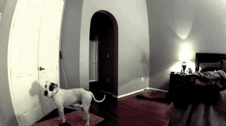 dog disables pet cam