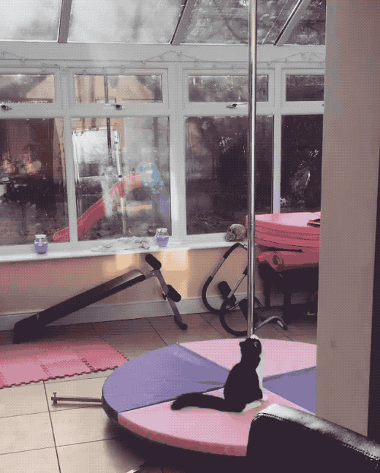 cat trying to climb workout pole