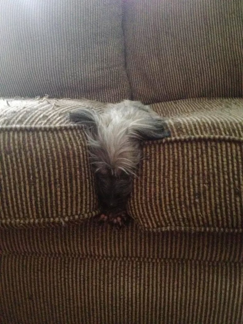 dog sleeping between couch cushions