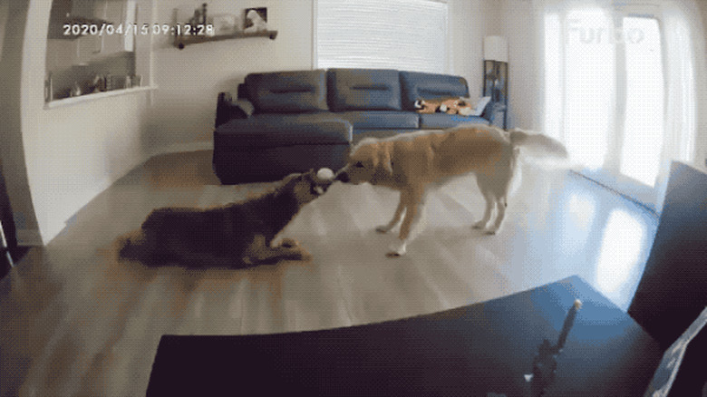 dogs both want tennis ball