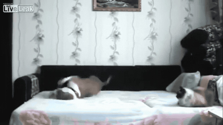 dog rolling around on human bed