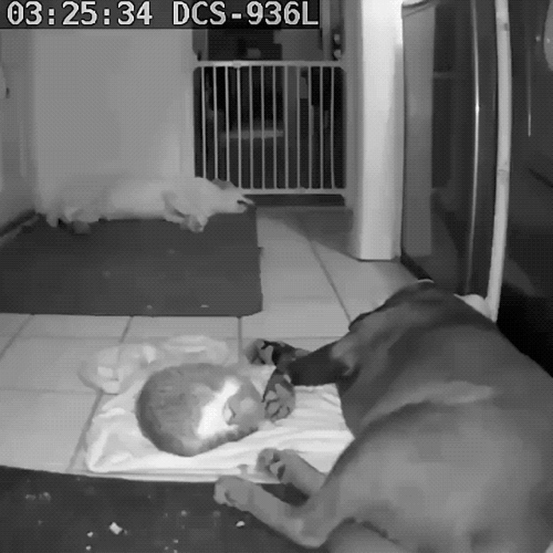 dogs caught sleeping on pet cam