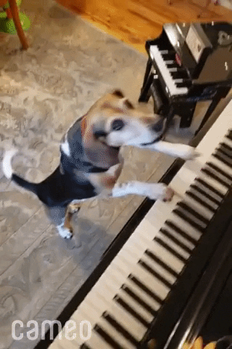 dog in bow tie playing piano