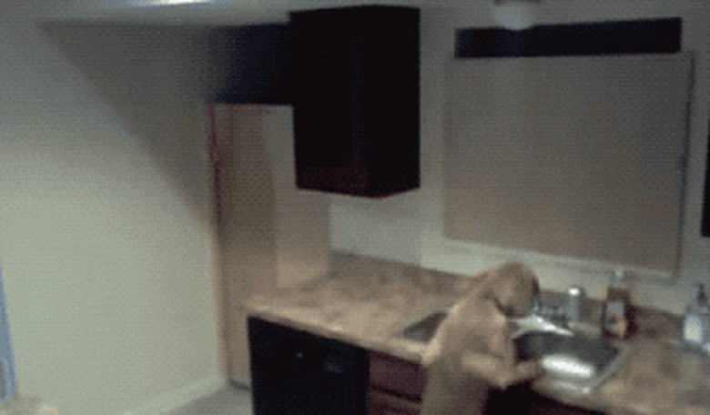 dog climbs onto countertop