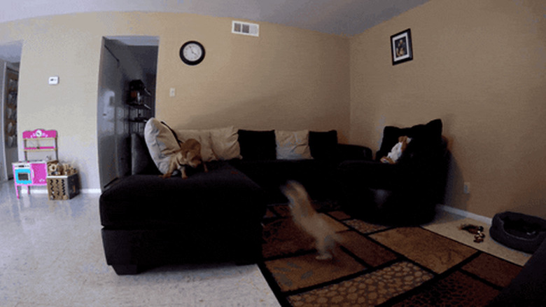 dog jumping on couch