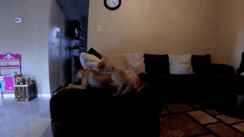 dog drags butt on couch