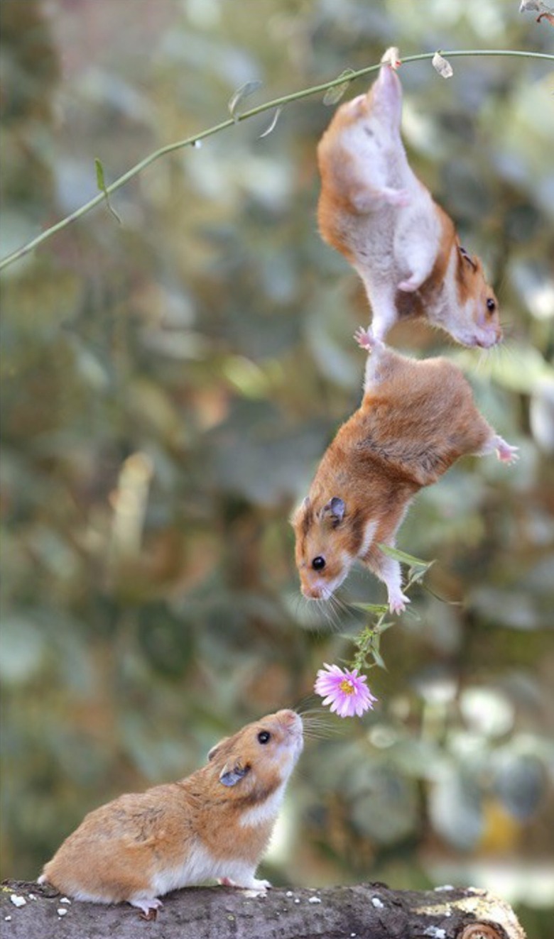 24 photos that prove animals are the most precious beings on the planet