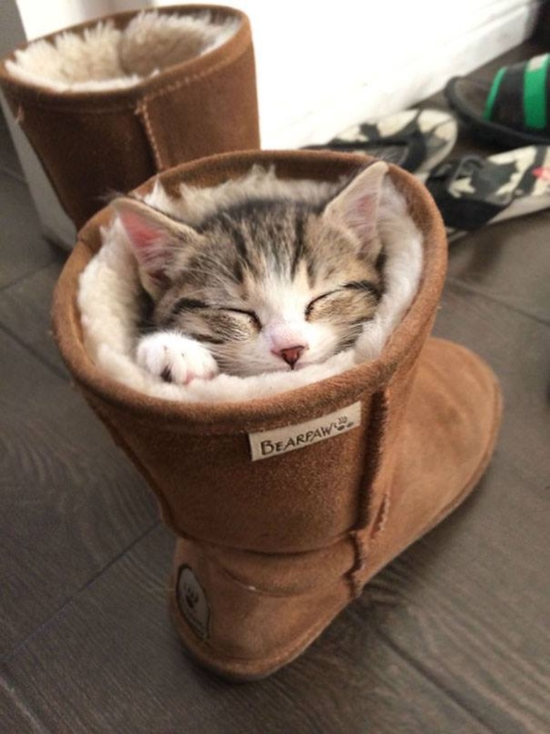 cat sleeps in boot