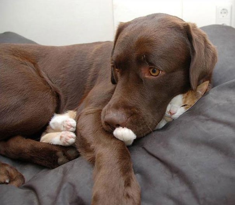 dog sleeps on cat