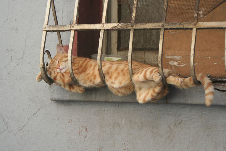 cat sleeps on window grate