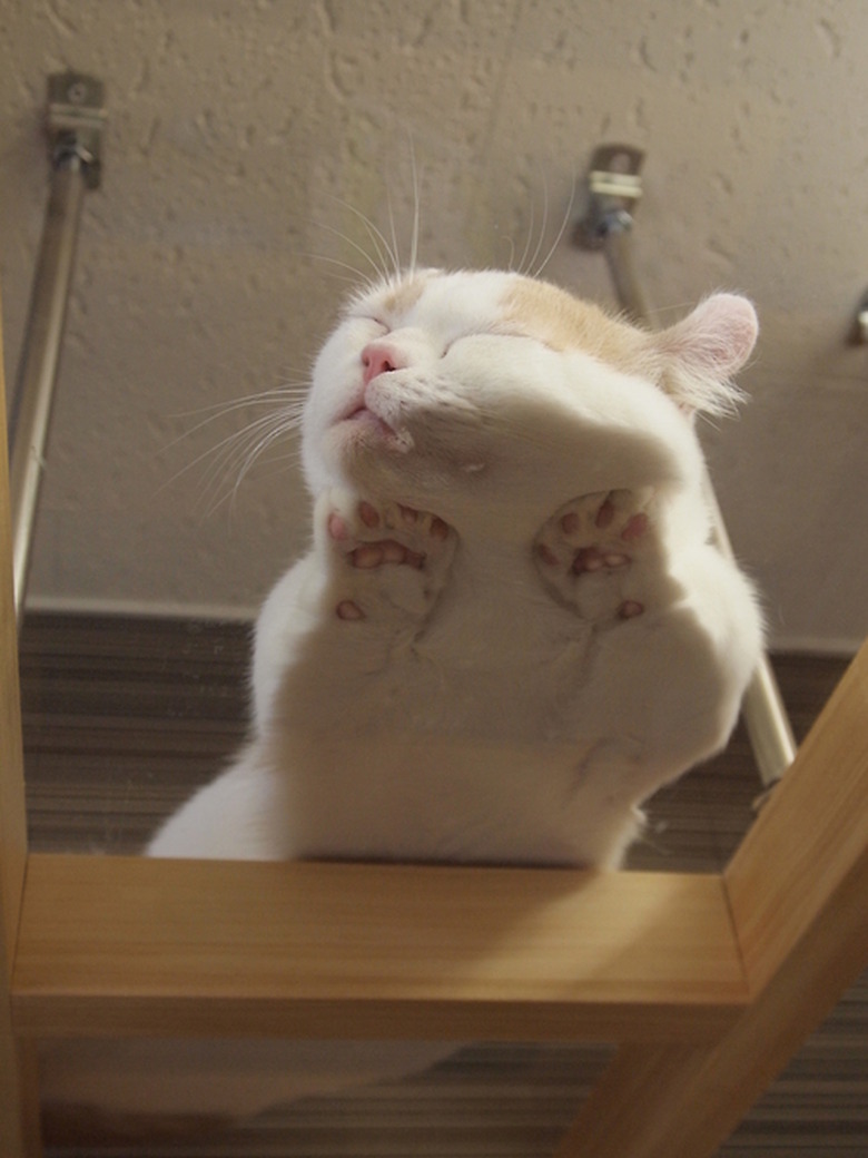 cat sleeps on glass table