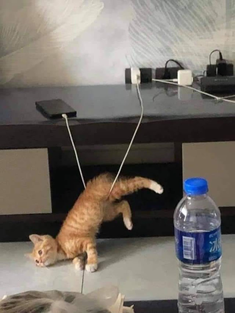 kitten tangled by phone charger