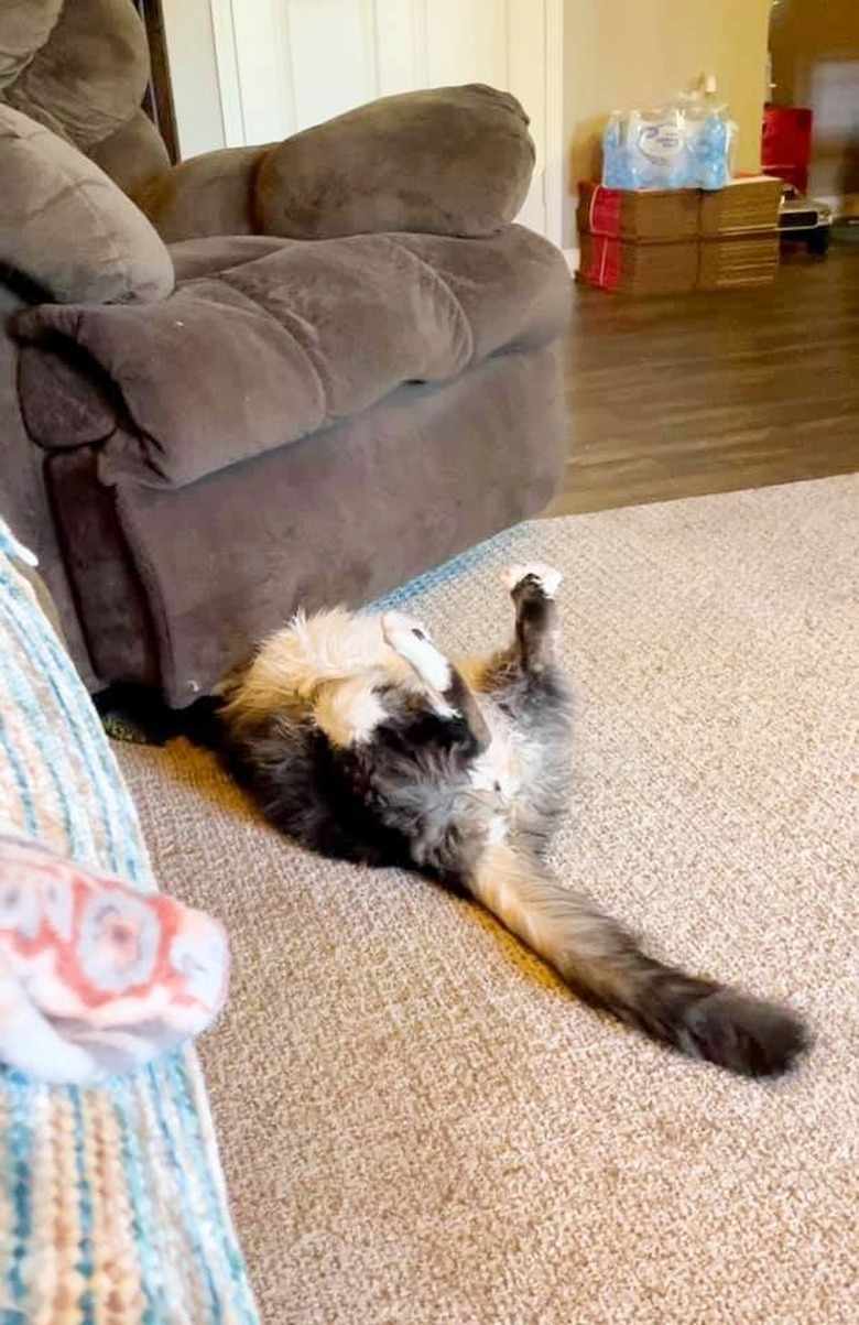 cat under recliner