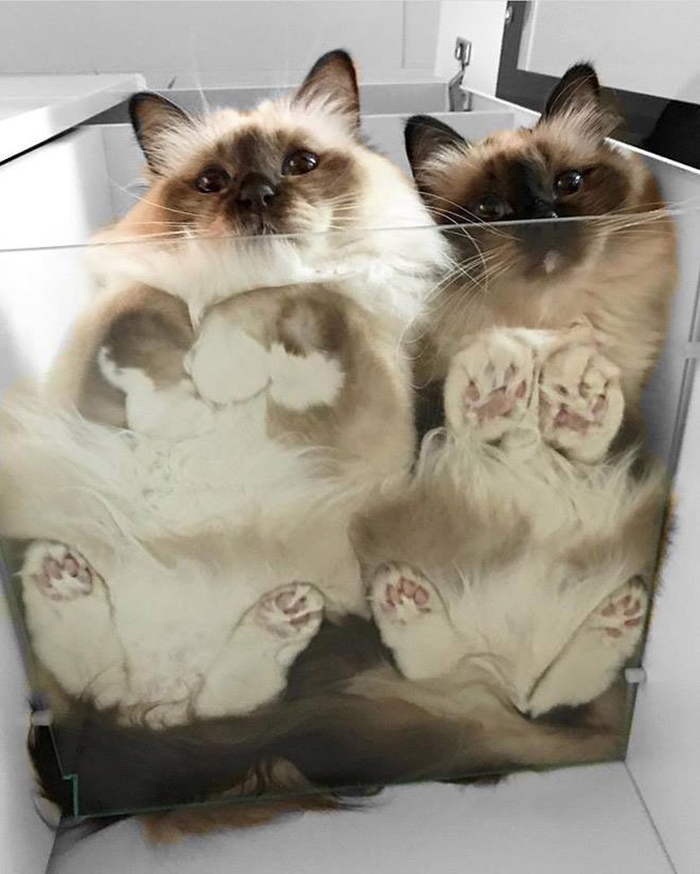 25 Cats On Glass Tables These Cats Are Even Cuter Smooshed Across Glass Tables Cuteness