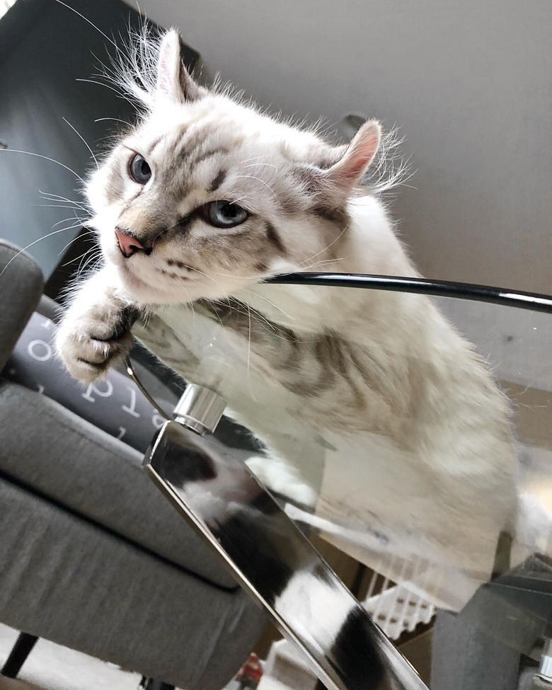 25 Cats On Glass Tables These Cats Are Even Cuter Smooshed Across Glass Tables Cuteness