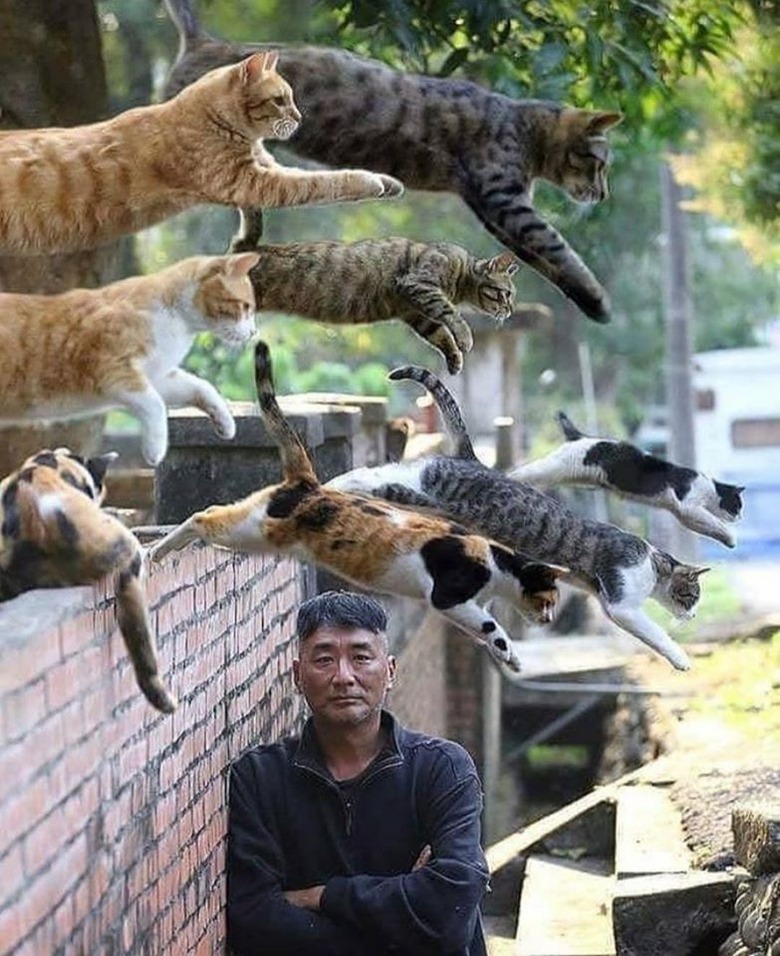 gang of cats jumps over wall.