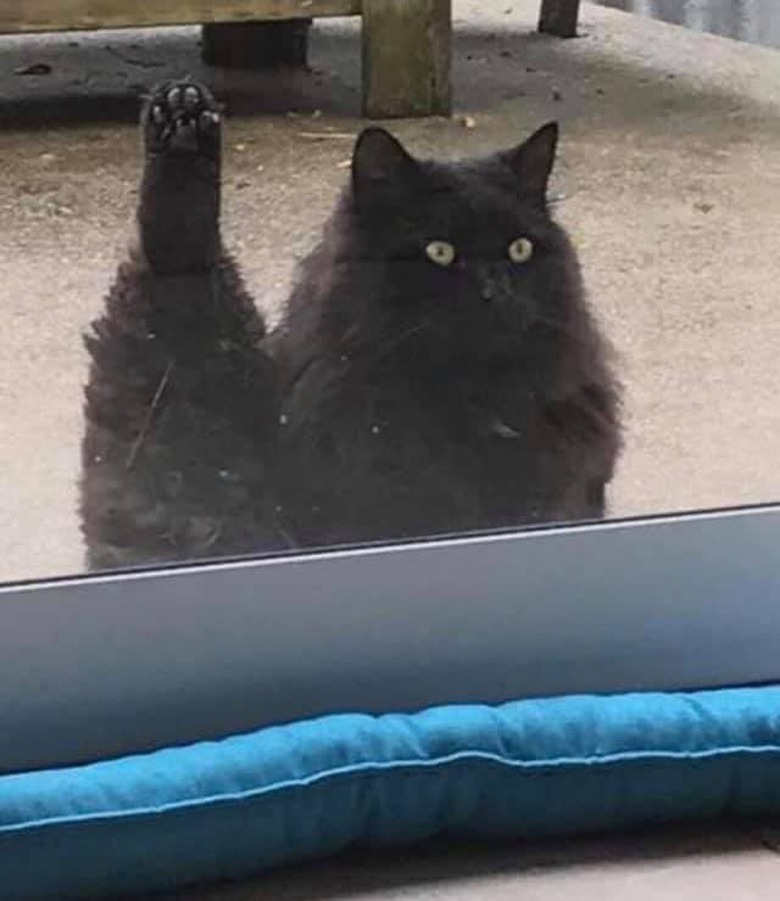 black cat sticks leg in the air.