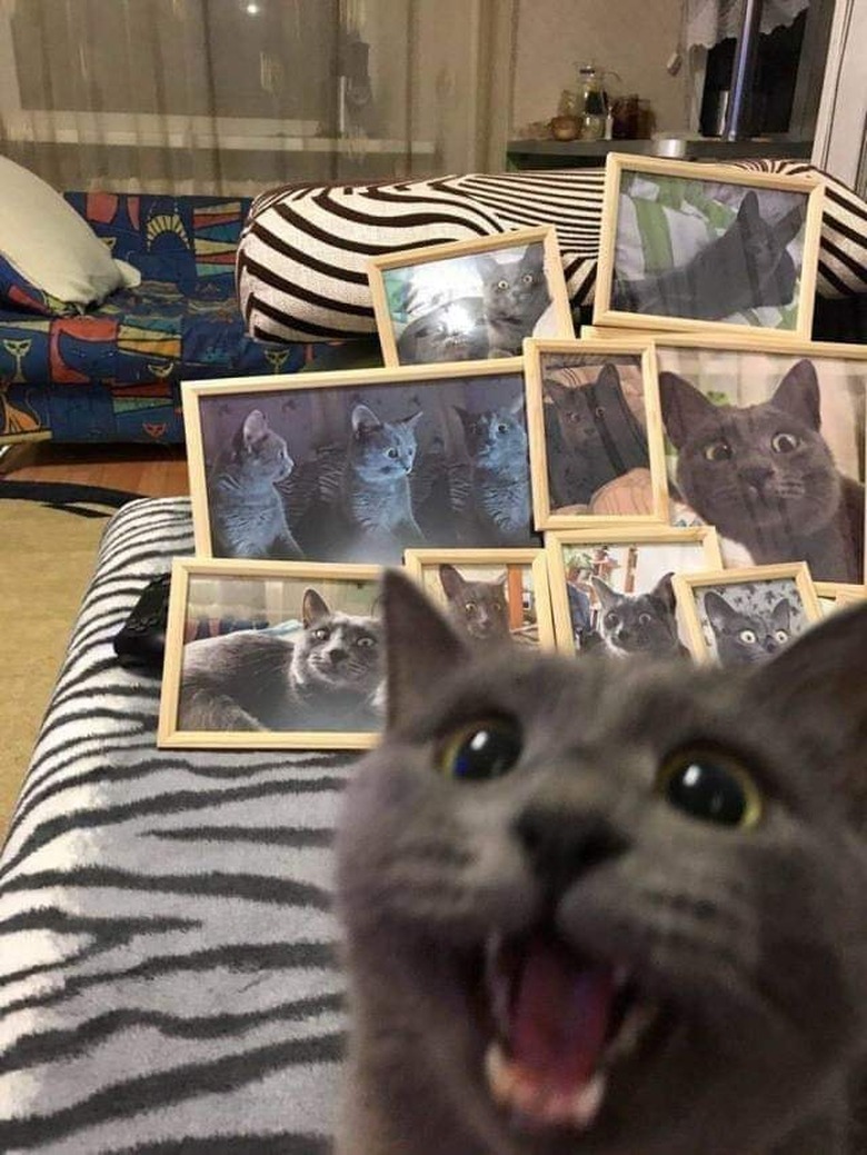 cat poses in front of framed pictures of same cat.