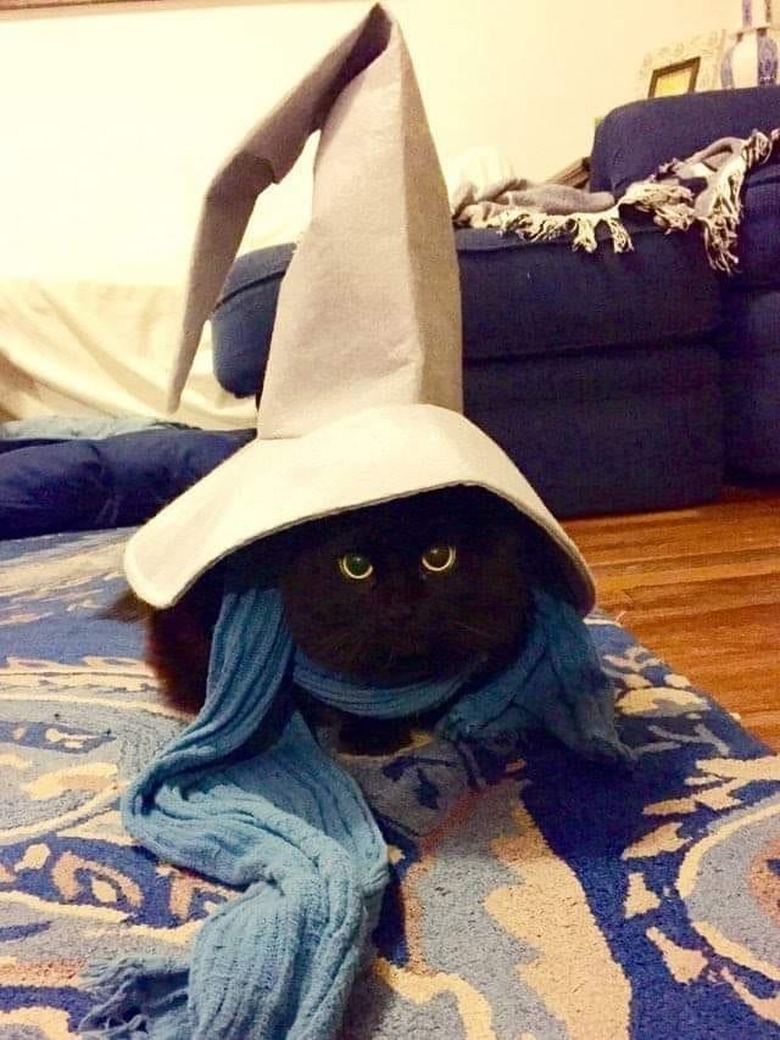 black cat in wizard hat.