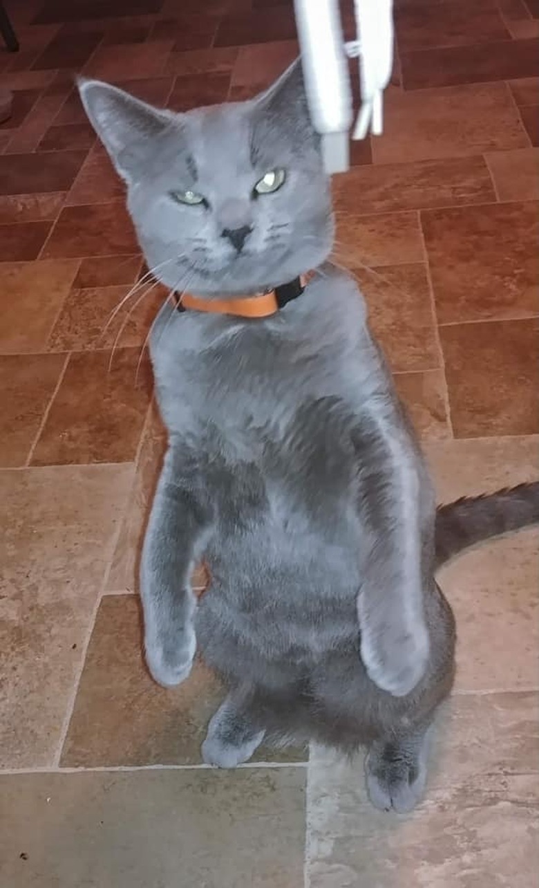 gray cat stands on hind legs.