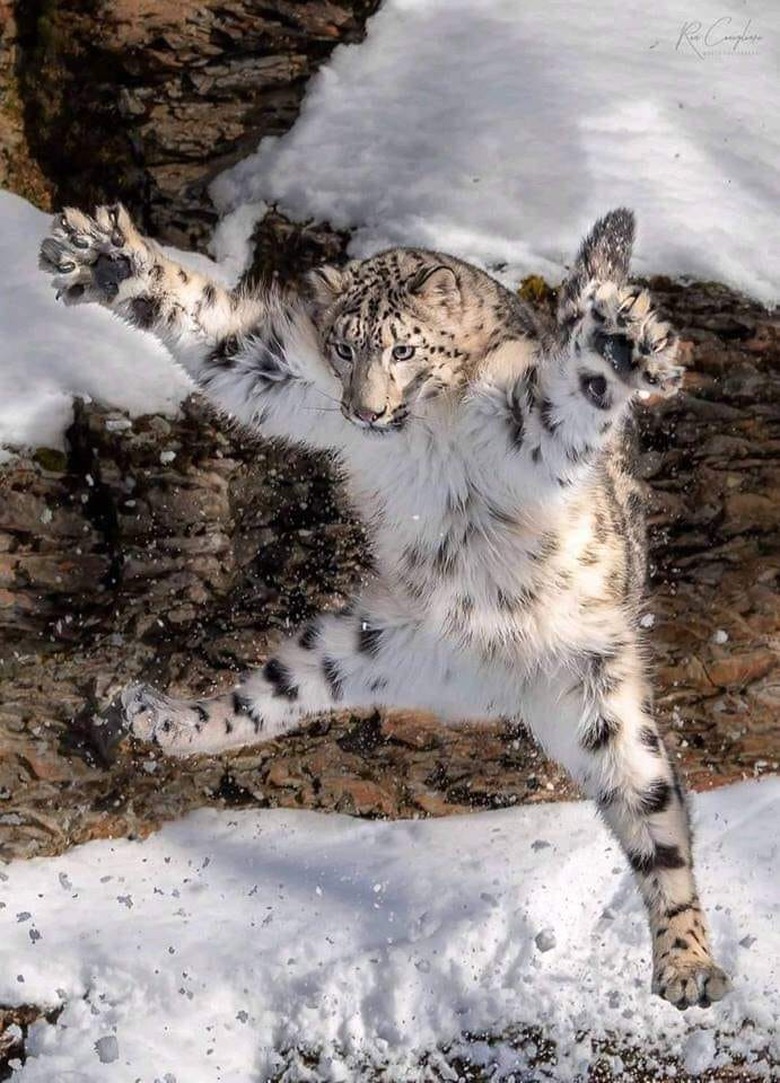 snow leopard jumps in air.