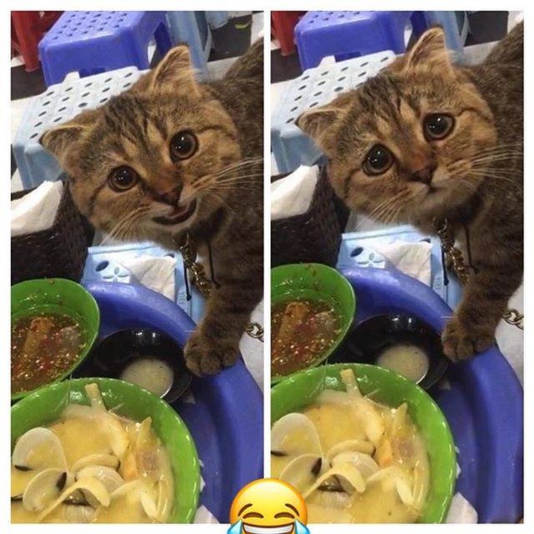 cat caught taking food from plate.