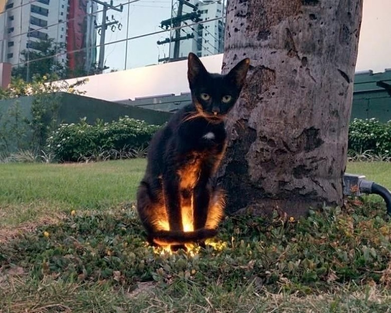 black cat standing on recessed ground light.