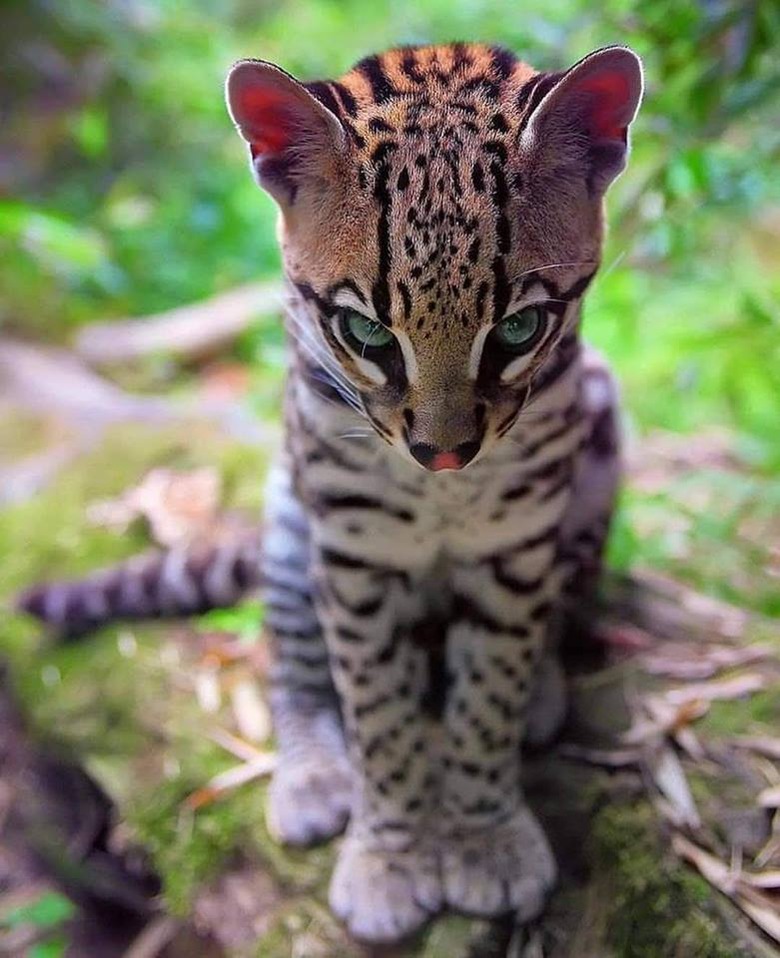 beautiful jungle cat with jade green eyes.