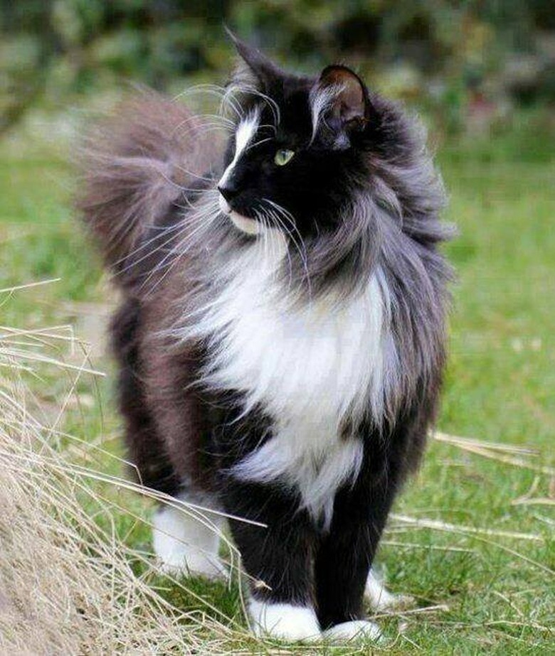 majestic cat with a sweeping coat.