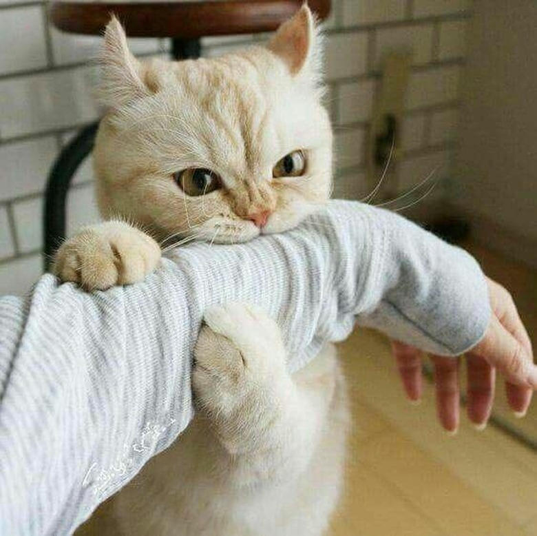 ginger cat chomps on human arm.