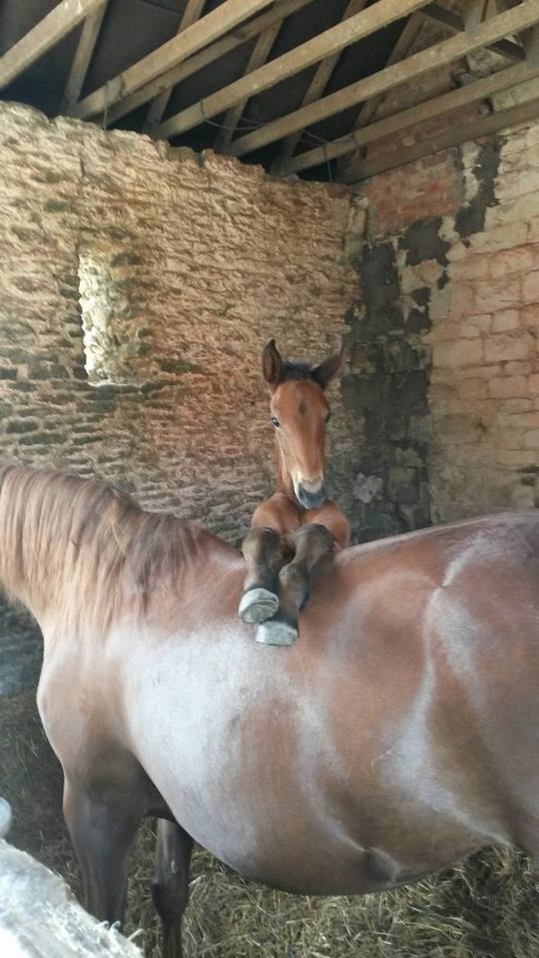 Foal on horse's back.