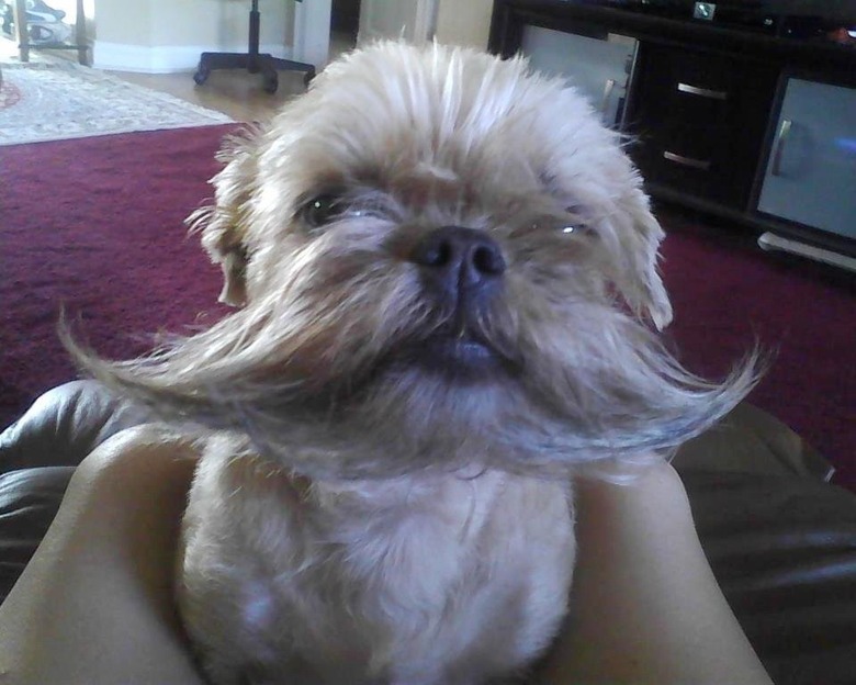 dog with cool beard