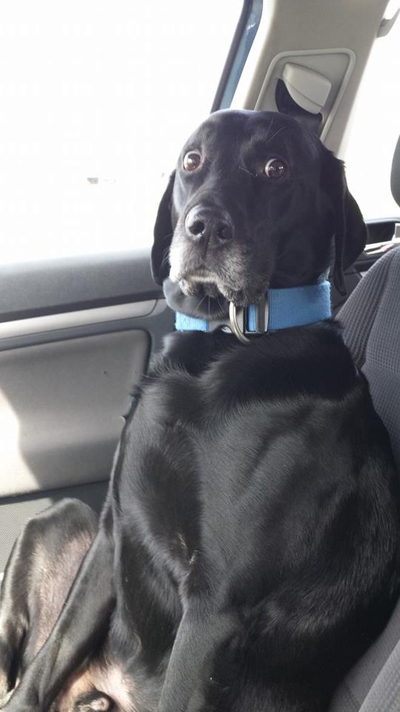 black dog with shocked look on face