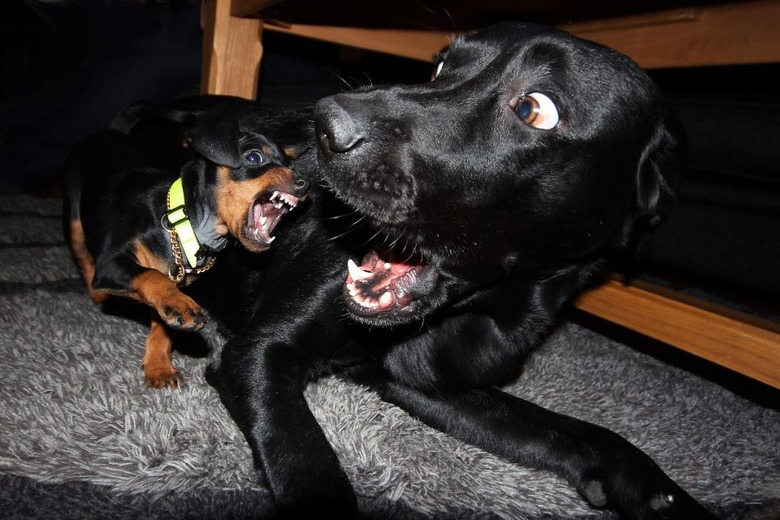 small dog growling at bigger dog