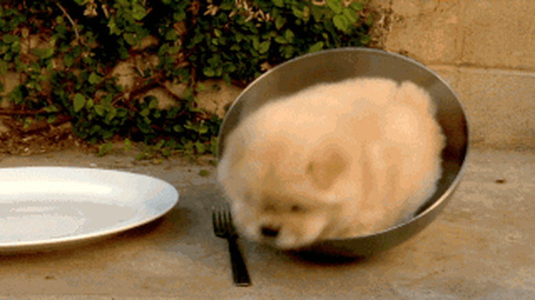 dog trying to get comfortable in bowl