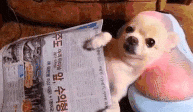 dog reading newspaper gets neck massage