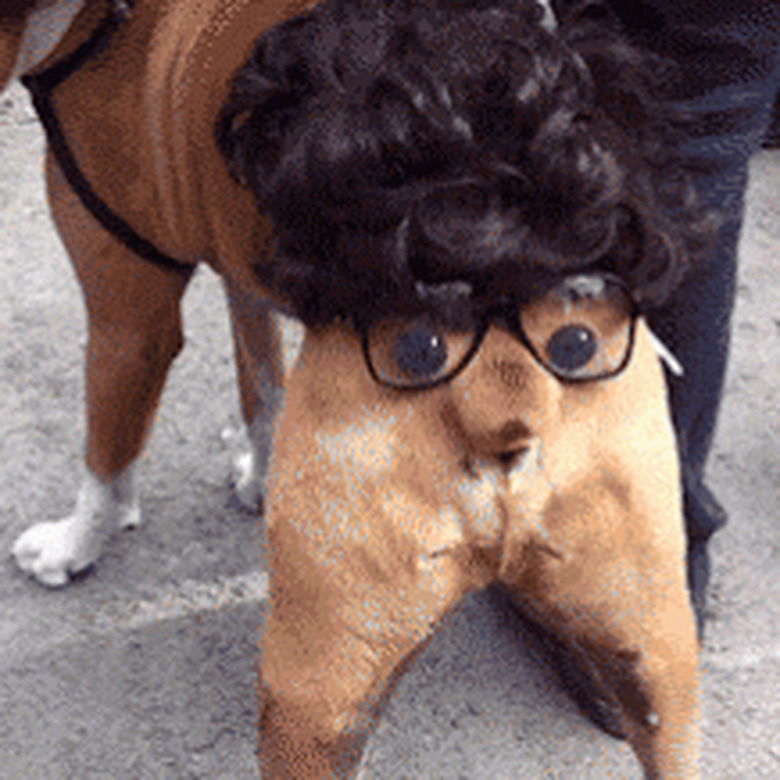 dog with wig, glasses, and googly eyes on his butt